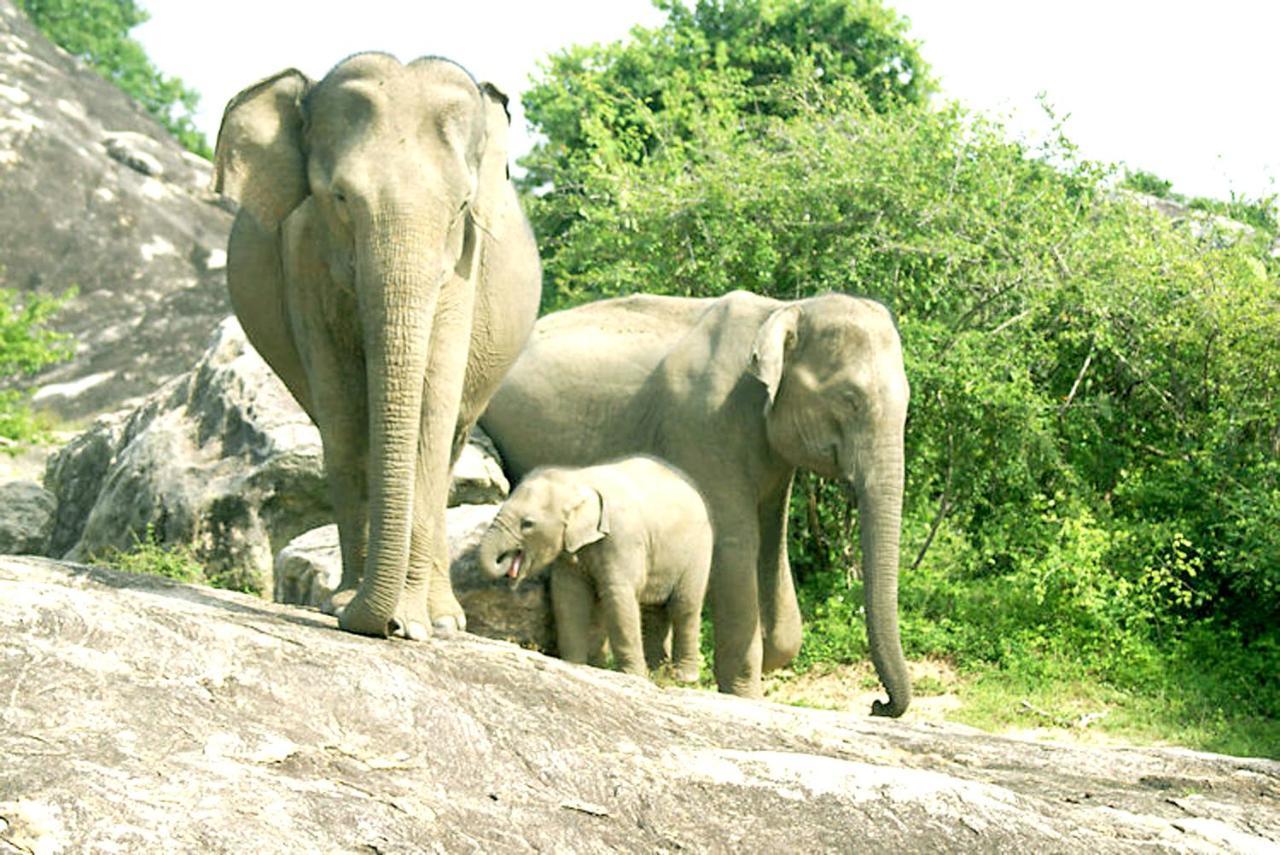 Eagle Safari Family Bungalow Удавалаве Екстериор снимка